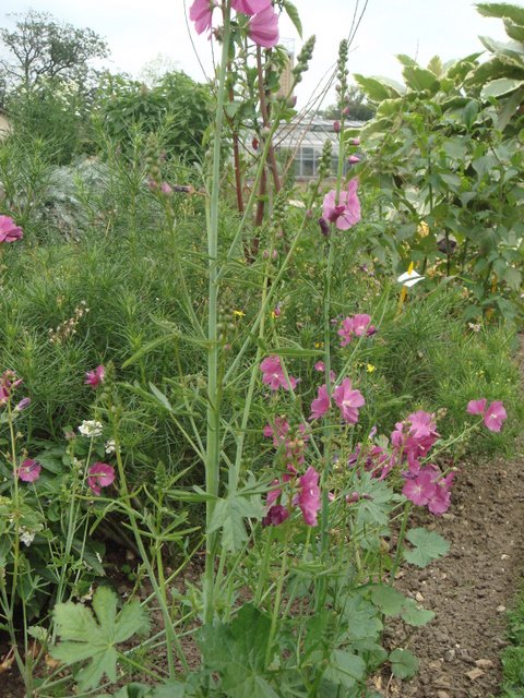 Sidalcea hybrida 'Partygirl'